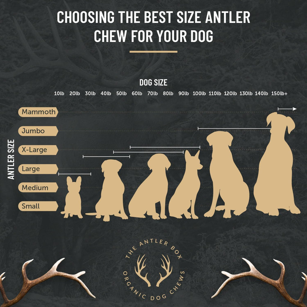 Premium Elk Antler Dog Chews (1 Pound Box) (Large (3 Pieces) Whole/Split Mixed)