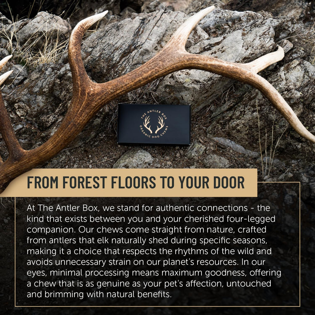 Premium Elk Antler Dog Chews (1 Pound Box) (Large (3 Pieces) Whole/Split Mixed)